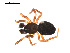  (Agyneta allosubtilis - 09PROBE-1978-157)  @14 [ ] CreativeCommons - Attribution (2009) Gergin Blagoev, Centre for Biodiversity Genomics Centre for Biodiversity Genomics