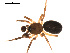  (Agyneta olivacea - 09PROBE-1978-161)  @15 [ ] CreativeCommons - Attribution (2009) Gergin Blagoev, Centre for Biodiversity Genomics Centre for Biodiversity Genomics