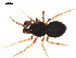  ( - 09PROBE-1978-162)  @13 [ ] CreativeCommons - Attribution (2009) Gergin Blagoev, Centre for Biodiversity Genomics Centre for Biodiversity Genomics