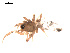  ( - 09PROBE-1978-164)  @12 [ ] CreativeCommons - Attribution (2009) Gergin Blagoev, Centre for Biodiversity Genomics Centre for Biodiversity Genomics