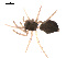  ( - 09PROBE-1978-167)  @12 [ ] CreativeCommons - Attribution (2009) Gergin Blagoev, Centre for Biodiversity Genomics Centre for Biodiversity Genomics