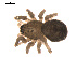  ( - 09PROBE-1978-184)  @13 [ ] CreativeCommons - Attribution (2009) Gergin Blagoev, Centre for Biodiversity Genomics Centre for Biodiversity Genomics