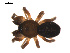  ( - 09PROBE-1978-194)  @13 [ ] CreativeCommons - Attribution (2009) Gergin Blagoev, Centre for Biodiversity Genomics Centre for Biodiversity Genomics