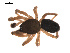  ( - 09PROBE-1978-200)  @13 [ ] CreativeCommons - Attribution (2009) Gergin Blagoev, Centre for Biodiversity Genomics Centre for Biodiversity Genomics