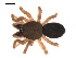  (Sisicottus montanus - 09PROBE-1978-208)  @14 [ ] CreativeCommons - Attribution (2009) Gergin Blagoev, Centre for Biodiversity Genomics Centre for Biodiversity Genomics