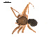  ( - 09PROBE-1978-239)  @13 [ ] CreativeCommons - Attribution (2009) Gergin Blagoev, Centre for Biodiversity Genomics Centre for Biodiversity Genomics