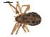  (Lepthyphantes alpinus - 09PROBE-1978-245)  @14 [ ] CreativeCommons - Attribution (2009) Gergin Blagoev, Centre for Biodiversity Genomics Centre for Biodiversity Genomics