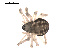  ( - 09PROBE-1978-266)  @13 [ ] CreativeCommons - Attribution (2009) Gergin Blagoev, Centre for Biodiversity Genomics Centre for Biodiversity Genomics