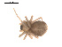  ( - 09PROBE-1978-272)  @13 [ ] CreativeCommons - Attribution (2009) Gergin Blagoev, Centre for Biodiversity Genomics Centre for Biodiversity Genomics
