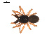  ( - 09PROBE-1978-275)  @15 [ ] CreativeCommons - Attribution (2009) Gergin Blagoev, Centre for Biodiversity Genomics Centre for Biodiversity Genomics