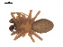  ( - 09PROBE-1978-277)  @13 [ ] CreativeCommons - Attribution (2009) Gergin Blagoev, Centre for Biodiversity Genomics Centre for Biodiversity Genomics