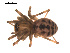  ( - 09PROBE-1978-288)  @13 [ ] CreativeCommons - Attribution (2009) Gergin Blagoev, Centre for Biodiversity Genomics Centre for Biodiversity Genomics