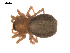  ( - 09PROBE-1978-292)  @13 [ ] CreativeCommons - Attribution (2009) Gergin Blagoev, Centre for Biodiversity Genomics Centre for Biodiversity Genomics