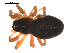  ( - 09PROBE-1978-293)  @13 [ ] CreativeCommons - Attribution (2009) Gergin Blagoev, Centre for Biodiversity Genomics Centre for Biodiversity Genomics