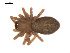  ( - 09PROBE-1978-296)  @13 [ ] CreativeCommons - Attribution (2009) Gergin Blagoev, Centre for Biodiversity Genomics Centre for Biodiversity Genomics