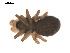  ( - 09PROBE-1978-308)  @12 [ ] CreativeCommons - Attribution (2009) Gergin Blagoev, Centre for Biodiversity Genomics Centre for Biodiversity Genomics