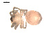  ( - 09PROBE-1978-321)  @12 [ ] CreativeCommons - Attribution (2009) Gergin Blagoev, Centre for Biodiversity Genomics Centre for Biodiversity Genomics