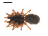  ( - 09PROBE-1978-333)  @13 [ ] CreativeCommons - Attribution (2009) Gergin Blagoev, Centre for Biodiversity Genomics Centre for Biodiversity Genomics