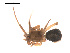  ( - 09PROBE-1978-334)  @12 [ ] CreativeCommons - Attribution (2009) Gergin Blagoev, Centre for Biodiversity Genomics Centre for Biodiversity Genomics
