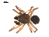  ( - 09PROBE-1978-339)  @13 [ ] CreativeCommons - Attribution (2009) Gergin Blagoev, Centre for Biodiversity Genomics Centre for Biodiversity Genomics
