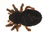 ( - 09PROBE-1978-368)  @12 [ ] CreativeCommons - Attribution (2009) Gergin Blagoev, Centre for Biodiversity Genomics Centre for Biodiversity Genomics