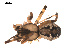  ( - 09PROBE-1978-375)  @13 [ ] CreativeCommons - Attribution (2009) Gergin Blagoev, Centre for Biodiversity Genomics Centre for Biodiversity Genomics