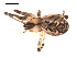  ( - 09PROBE-1978-376)  @14 [ ] CreativeCommons - Attribution (2009) Gergin Blagoev, Centre for Biodiversity Genomics Centre for Biodiversity Genomics