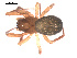  ( - 09PROBE-1978-383)  @12 [ ] CreativeCommons - Attribution (2009) Gergin Blagoev, Centre for Biodiversity Genomics Centre for Biodiversity Genomics