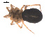  ( - 09PROBE-1978-395)  @13 [ ] CreativeCommons - Attribution (2009) Gergin Blagoev, Centre for Biodiversity Genomics Centre for Biodiversity Genomics