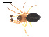  ( - 09PROBE-1978-410)  @12 [ ] CreativeCommons - Attribution (2009) Gergin Blagoev, Centre for Biodiversity Genomics Centre for Biodiversity Genomics