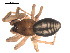  ( - 09PROBE-1978-417)  @12 [ ] CreativeCommons - Attribution (2009) Gergin Blagoev, Centre for Biodiversity Genomics Centre for Biodiversity Genomics