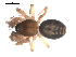  ( - 09PROBE-1978-420)  @12 [ ] CreativeCommons - Attribution (2009) Gergin Blagoev, Centre for Biodiversity Genomics Centre for Biodiversity Genomics