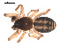  ( - 09PROBE-1978-426)  @13 [ ] CreativeCommons - Attribution (2009) Gergin Blagoev, Centre for Biodiversity Genomics Centre for Biodiversity Genomics
