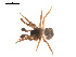  ( - 09PROBE-1978-429)  @12 [ ] CreativeCommons - Attribution (2009) Gergin Blagoev, Centre for Biodiversity Genomics Centre for Biodiversity Genomics