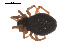  ( - 09PROBE-1978-431)  @12 [ ] CreativeCommons - Attribution (2009) Gergin Blagoev, Centre for Biodiversity Genomics Centre for Biodiversity Genomics