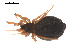  ( - 09PROBE-1978-439)  @12 [ ] CreativeCommons - Attribution (2009) Gergin Blagoev, Centre for Biodiversity Genomics Centre for Biodiversity Genomics