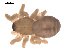  ( - 09PROBE-1978-449)  @12 [ ] CreativeCommons - Attribution (2009) Gergin Blagoev, Centre for Biodiversity Genomics Centre for Biodiversity Genomics
