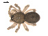  (Grammonota maritima - 09PROBE-1978-452)  @13 [ ] CreativeCommons - Attribution (2009) Gergin Blagoev, Centre for Biodiversity Genomics Centre for Biodiversity Genomics