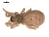  ( - 09PROBE-1978-455)  @12 [ ] CreativeCommons - Attribution (2009) Gergin Blagoev, Centre for Biodiversity Genomics Centre for Biodiversity Genomics