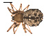  ( - 09PROBE-1978-47)  @12 [ ] CreativeCommons - Attribution (2010) Unspecified Centre for Biodiversity Genomics