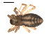  ( - 09PROBE-1978-470)  @13 [ ] CreativeCommons - Attribution (2009) Gergin Blagoev, Centre for Biodiversity Genomics Centre for Biodiversity Genomics