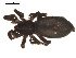  ( - 09PROBE-1978-478)  @13 [ ] CreativeCommons - Attribution (2009) Gergin Blagoev, Centre for Biodiversity Genomics Centre for Biodiversity Genomics