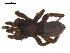  ( - 09PROBE-1978-479)  @12 [ ] CreativeCommons - Attribution (2009) Gergin Blagoev, Centre for Biodiversity Genomics Centre for Biodiversity Genomics