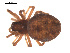  ( - 09PROBE-1978-483)  @13 [ ] CreativeCommons - Attribution (2009) Gergin Blagoev, Centre for Biodiversity Genomics Centre for Biodiversity Genomics
