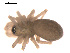 ( - 09PROBE-1978-504)  @12 [ ] CreativeCommons - Attribution (2009) Gergin Blagoev, Centre for Biodiversity Genomics Centre for Biodiversity Genomics