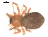  (Islandiana falsifica - 09PROBE-1978-518)  @13 [ ] CreativeCommons - Attribution (2009) Gergin Blagoev, Centre for Biodiversity Genomics Centre for Biodiversity Genomics