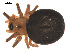  ( - 09PROBE-1978-58)  @12 [ ] CreativeCommons - Attribution (2010) Unspecified Centre for Biodiversity Genomics
