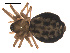  ( - 09PROBE-1978-59)  @13 [ ] CreativeCommons - Attribution (2010) Unspecified Centre for Biodiversity Genomics