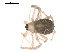  ( - 09PROBE-1978-83)  @13 [ ] CreativeCommons - Attribution (2010) Unspecified Centre for Biodiversity Genomics