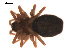  ( - 09PROBE-586)  @12 [ ] CreativeCommons - Attribution (2009) Gergin Blagoev, Centre for Biodiversity Genomics Centre for Biodiversity Genomics